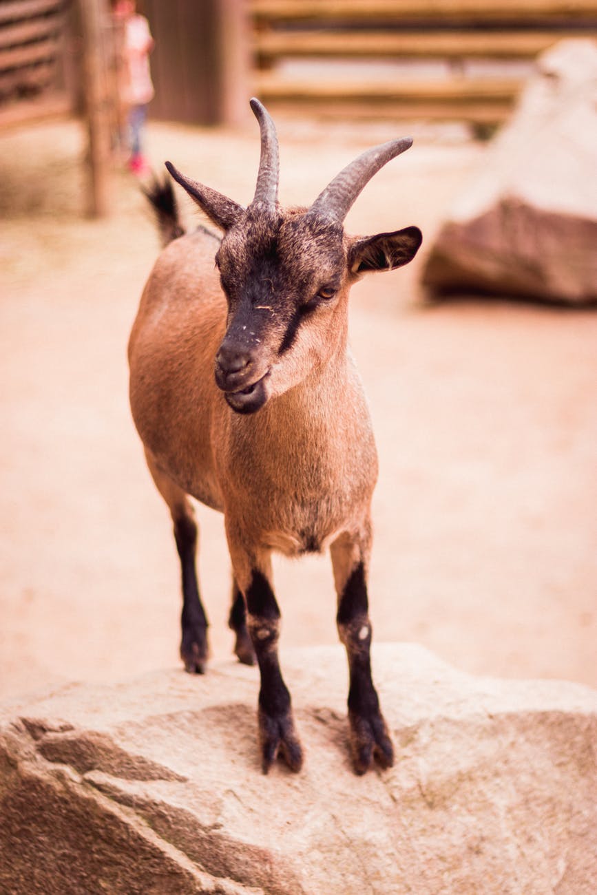 photo of brown kid goat standing on boulder